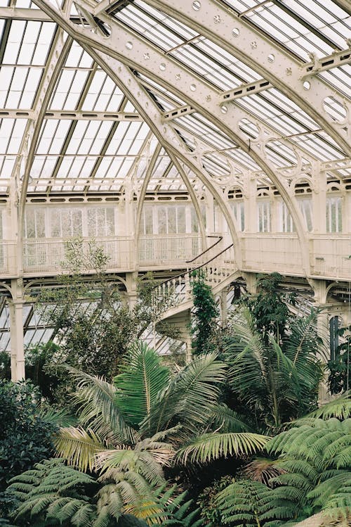 The inside of a greenhouse with plants and ferns