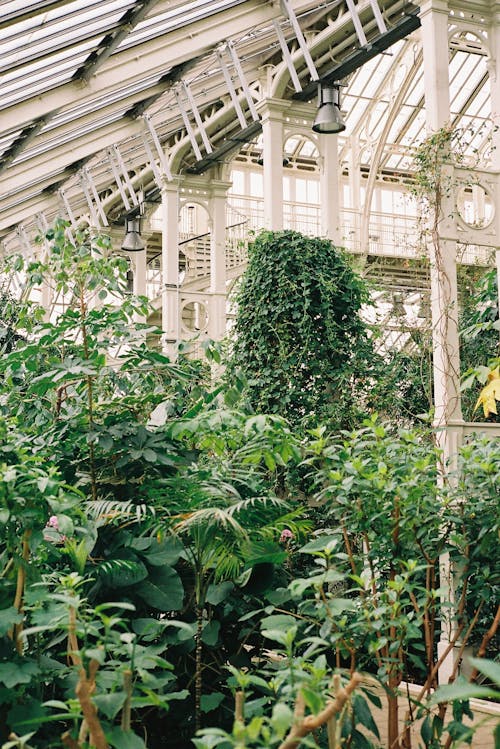 A greenhouse with plants and flowers in it