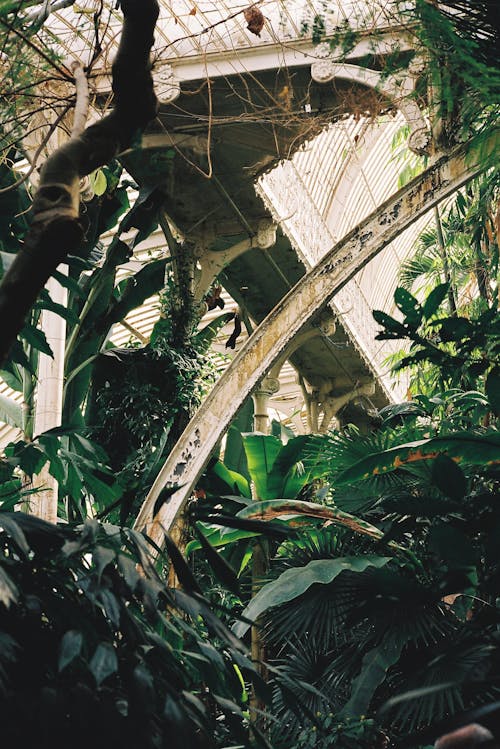 A view of a tropical jungle with a bridge