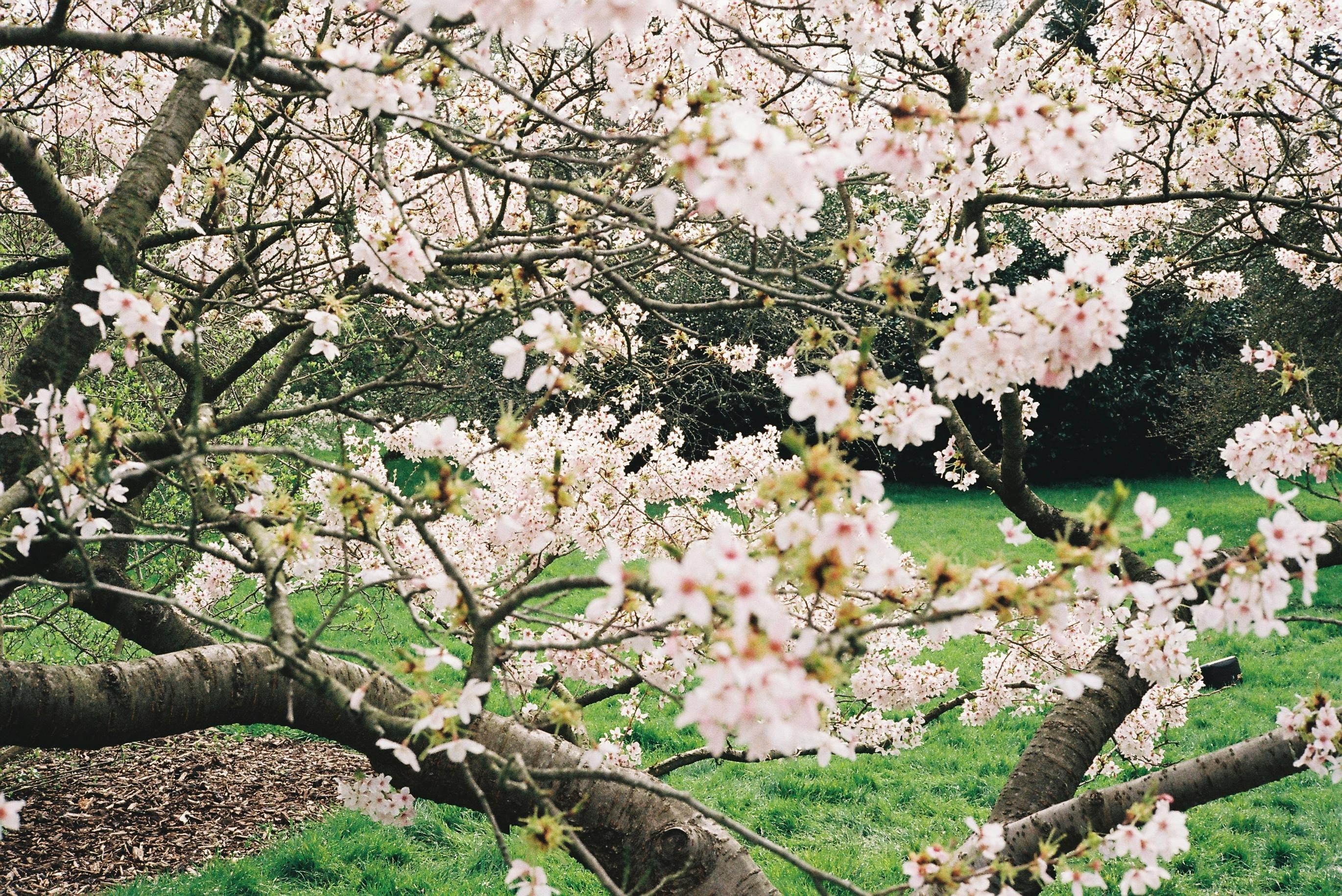 A charming cherry blossom tree in a spring garden, showcasing delicate white and pink flowers.