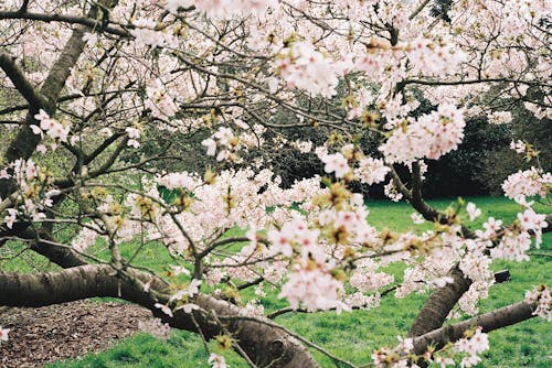 Kostnadsfri bild av äpple, blad, blomma