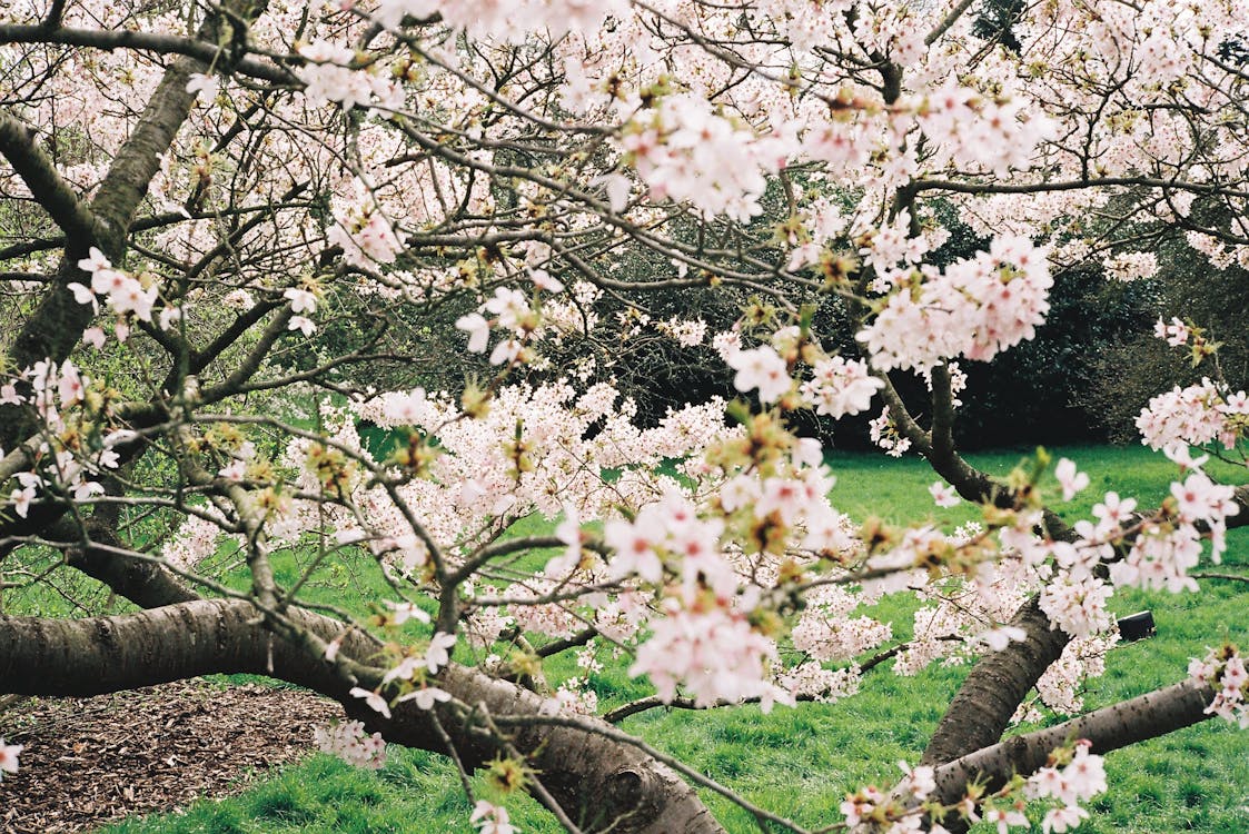 公園, 分公司, 增長 的 免費圖庫相片