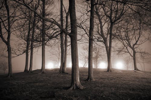 Безкоштовне стокове фото на тему «дерева, ліс, Ліхтарі»