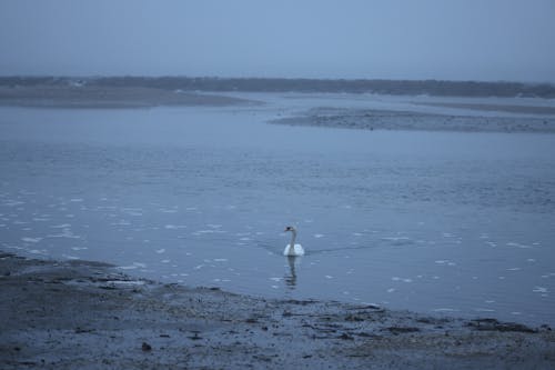 Безкоштовне стокове фото на тему «зима, Лебідь, озеро»
