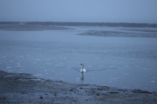 A serene swan swimming on a misty lake in Stamford, Connecticut during winter.