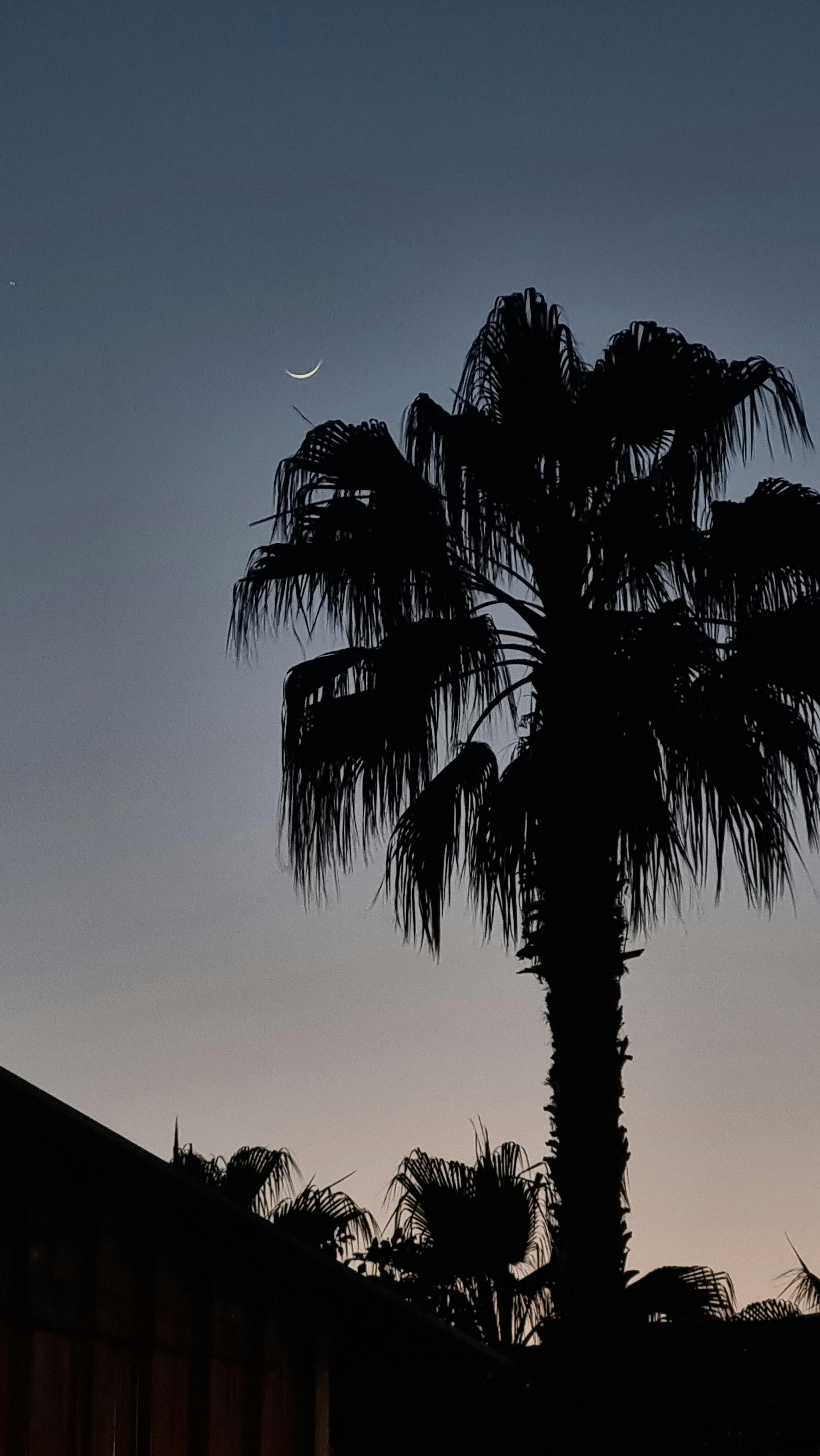 A tranquil scene of a crescent moon and palm tree silhouette against a warm sunset sky in Istanbul, Turkey.