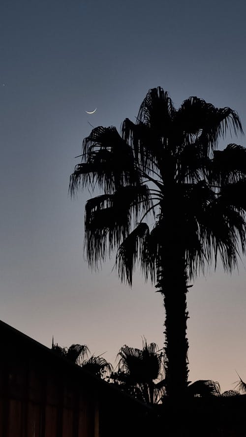 Gratis arkivbilde med klar himmel, natur, palme