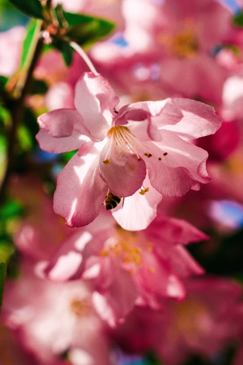 Gratis arkivbilde med blomsterblad, fjær, kirsebær