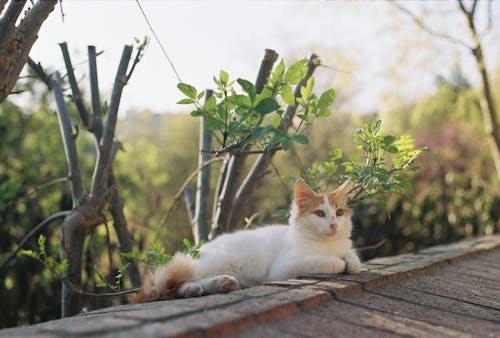 Free A cat laying on a wooden ledge Stock Photo