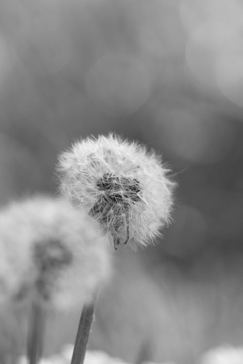 Black and white photo of dandelions in the grass