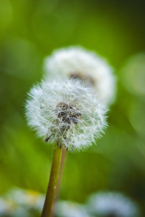 Foto profissional grátis de dente-de-leão, flor, foco seletivo