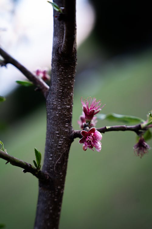 A small pink flower on a branch with green leaves