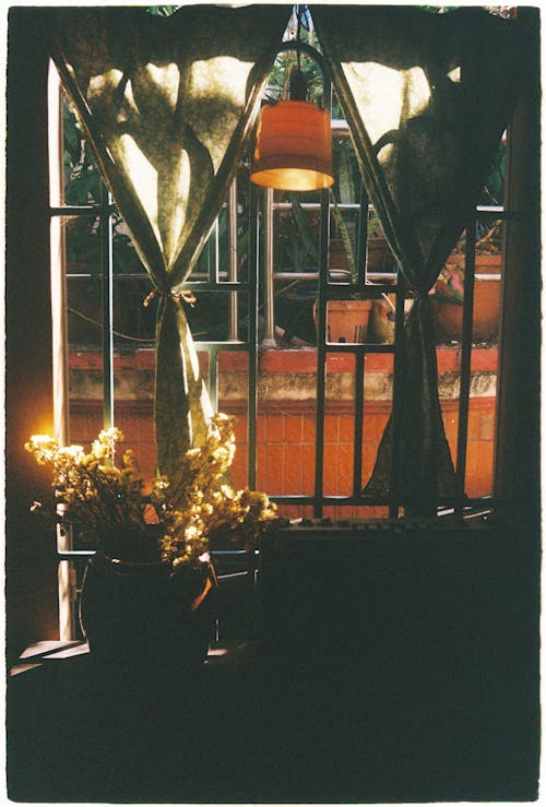 Darmowe zdjęcie z galerii z analogowy, dekoracja, kwiaty