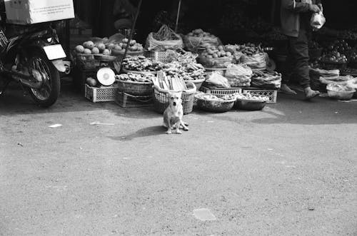 Free A black and white photo of a dog sitting in front of a fruit stand Stock Photo