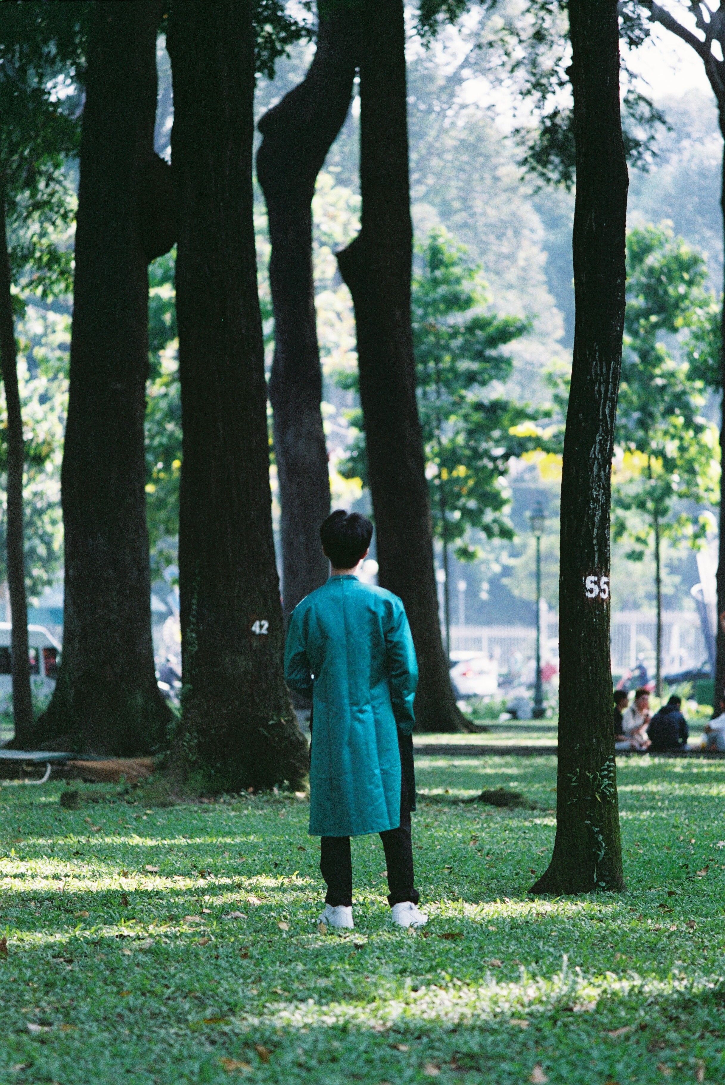 A man in a blue coat stands in a sunny park surrounded by tall trees.
