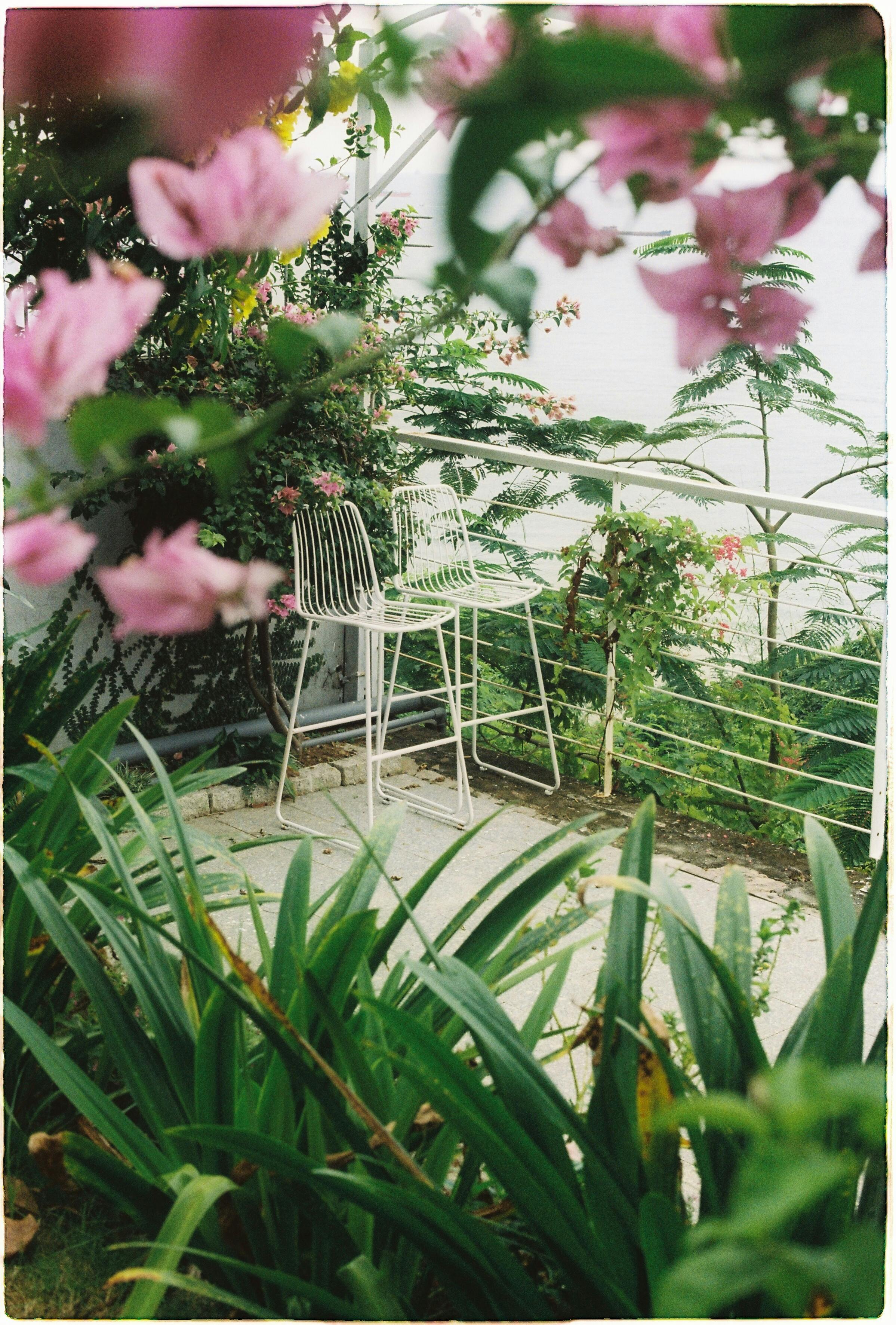 Serene balcony featuring white chairs surrounded by lush foliage and vibrant pink bougainvillea.