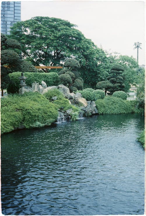 Foto stok gratis belukar, danau, kebun