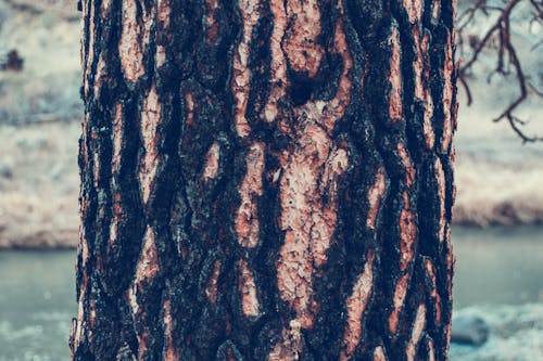 Foto d'estoc gratuïta de arbre, escorça d'arbre, primer pla