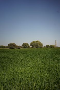 Expansive green landscape under a clear blue sky showcasing rural tranquility and natural beauty.