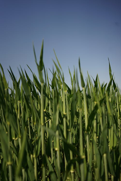 Free A close up of a green field with tall grass Stock Photo