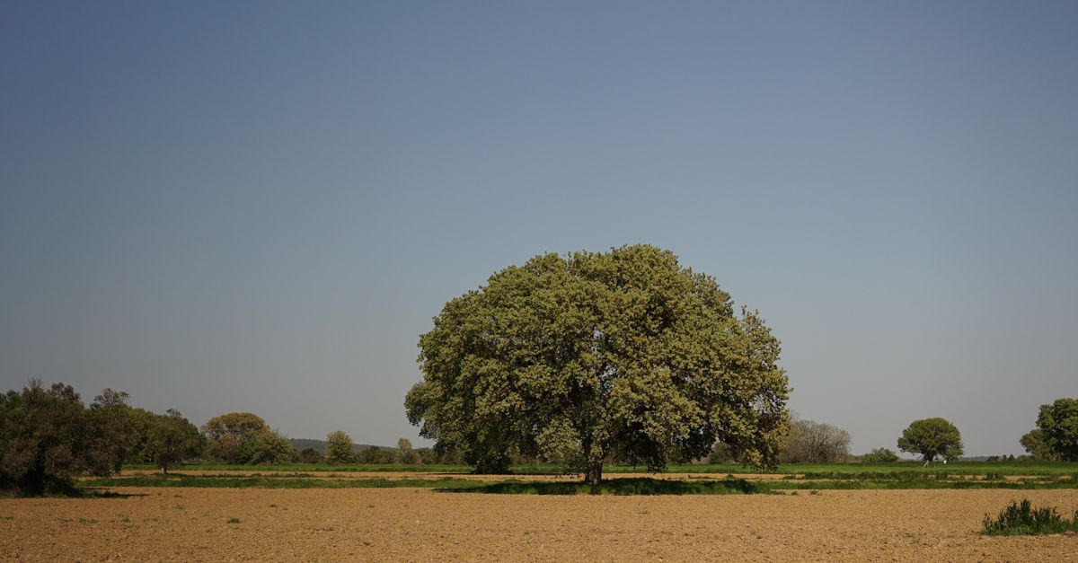 A Rural Tree A Rural Landscape · Free Stock Photo