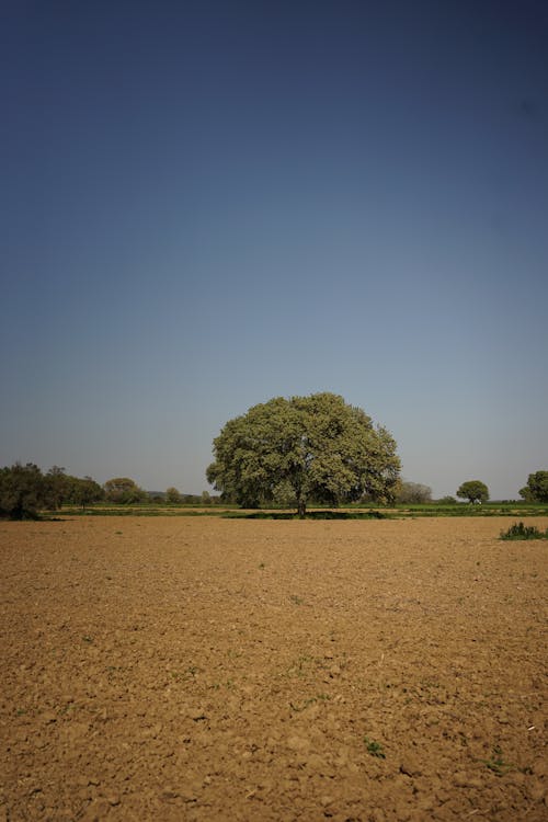 A lone tree stands in a field