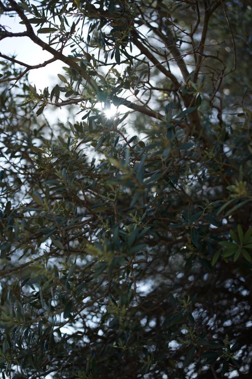 Free Sunlight peeks through leaves on tree branches, creating a serene natural view. Stock Photo