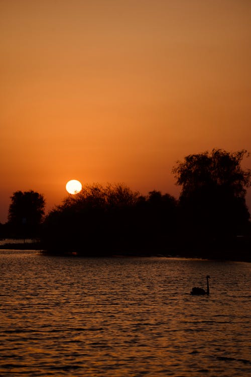 Swan Desert Dubai Sunset