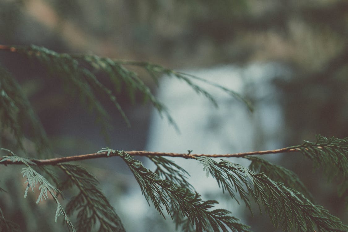 Green Pine Leaves Selective-focus Photography