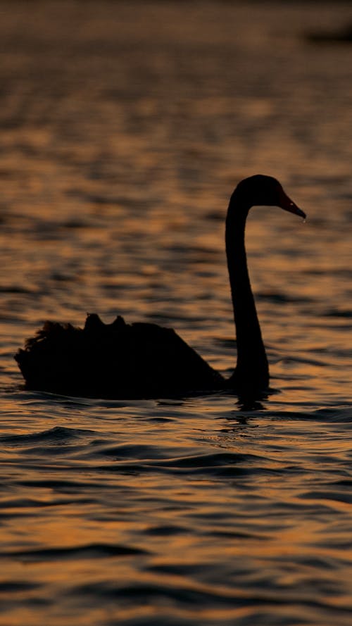 Free Black Swan Dubai Lake Stock Photo