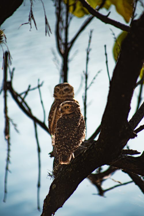 Two owls sitting on a tree branch