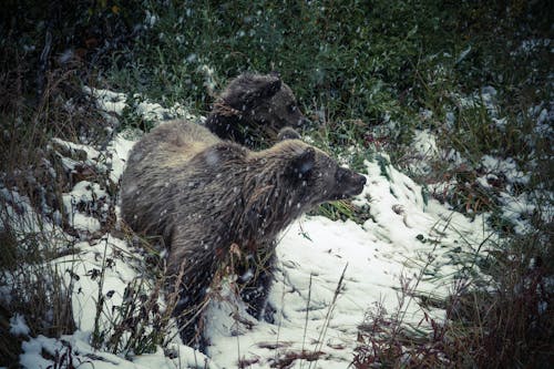 Tow Brown Bears Standing on Snow