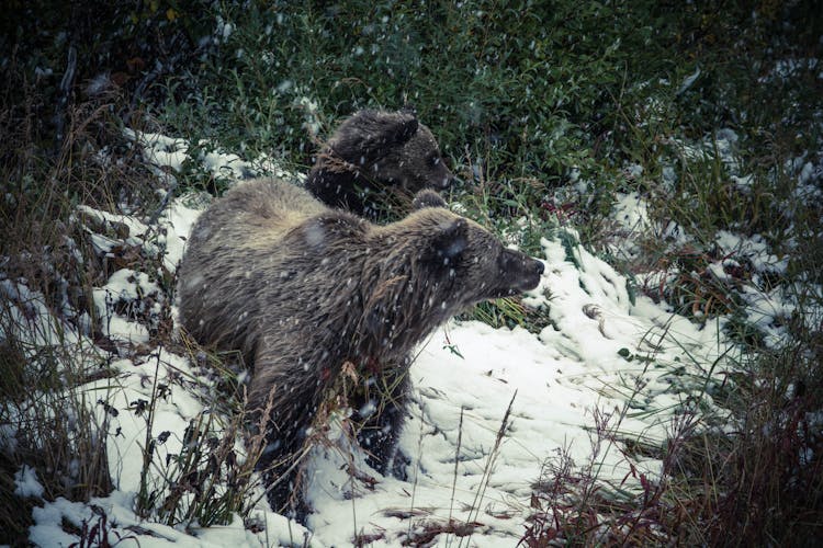 Tow Brown Bears Standing On Snow