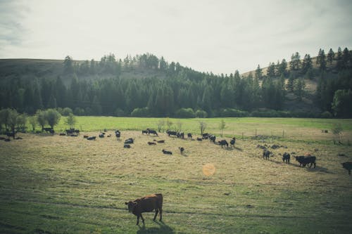 Brown Cow on Grass Field