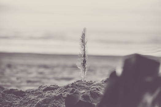 A solitary feather stands upright on a tranquil beach, captured in monochrome at dawn.