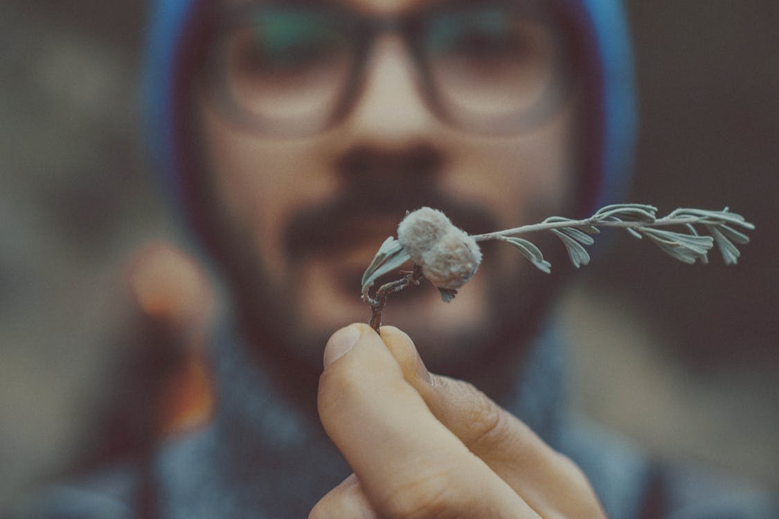 Person Holding Green Leafed Plant