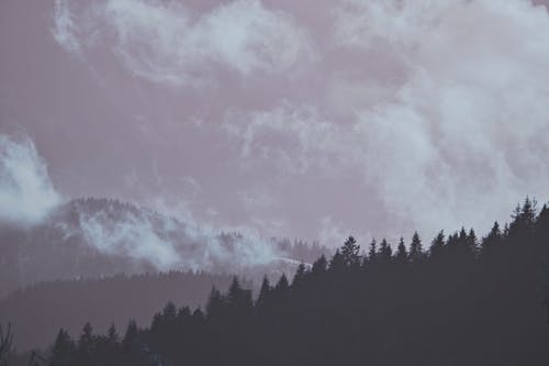 Free Silhouette Photo Of Trees Stock Photo