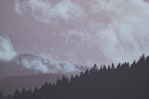 Free Silhouette Photo Of Trees  Stock Photo