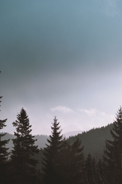 Free Captivating view of a conifer forest with misty hills and a dramatic sky, evoking tranquility. Stock Photo