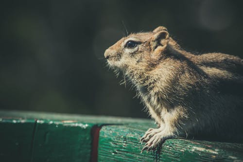 Free Close Up Photo of Rodent Stock Photo