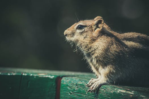 A close-up side view of a cute chipmunk outdoors, highlighting its curious nature and furry details.