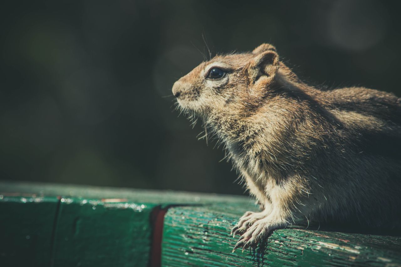 a close up side view of a cute chipmunk outdoors highlighting its curi