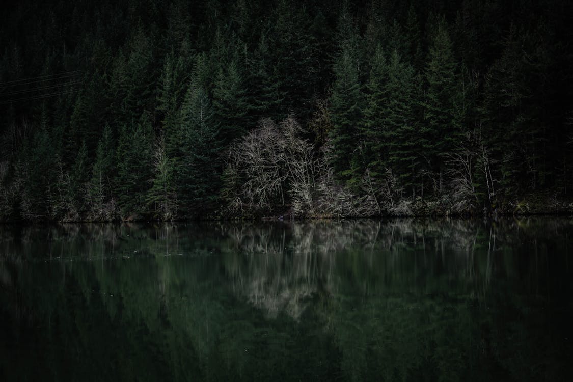 Body of Water and Pine Trees
