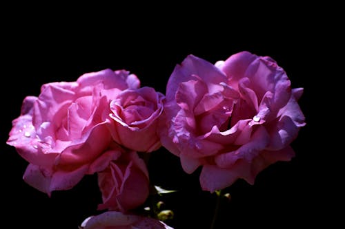 Крупным планом фото двух розовых розовых цветов