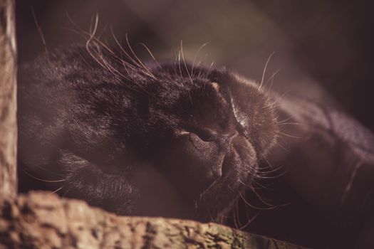 Cozy black cat sleeping with visible whiskers in warm sunlight.