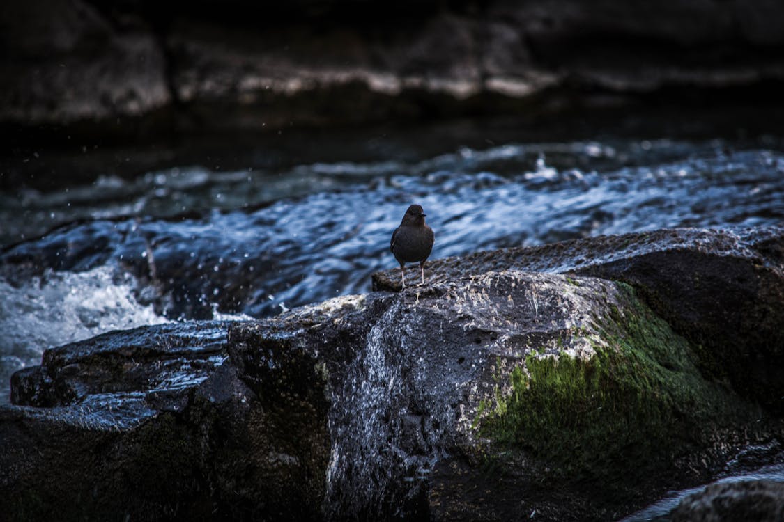 Selective Focus Photography of Bird Perching on Rock