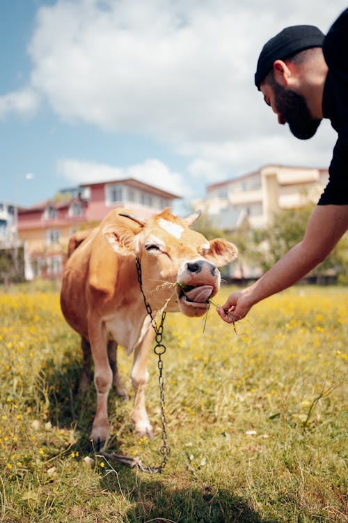 Základová fotografie zdarma na téma farma, kráva, krmení