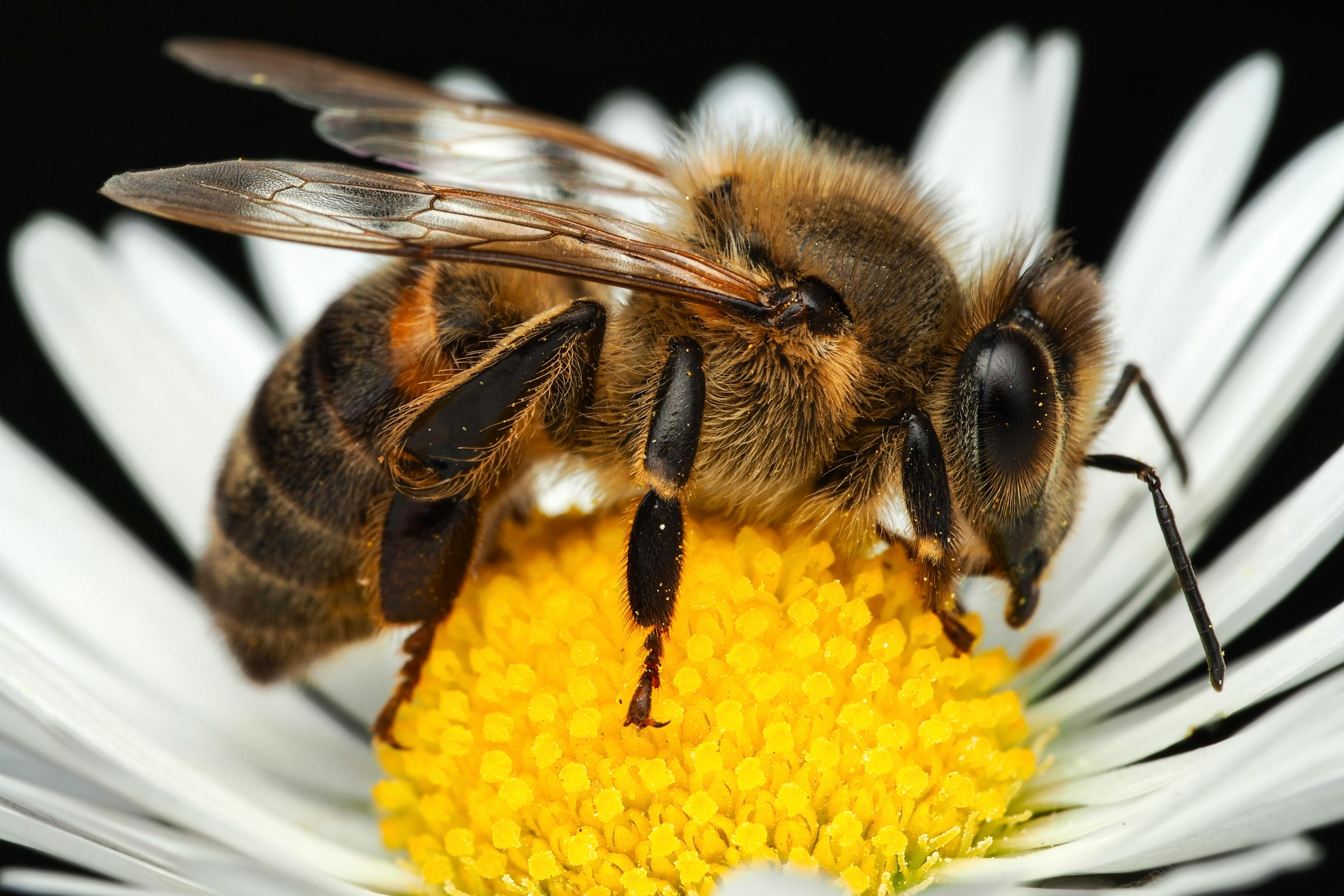 Detailed macro shot of a honeybee collecting pollen from a chamomile flower.