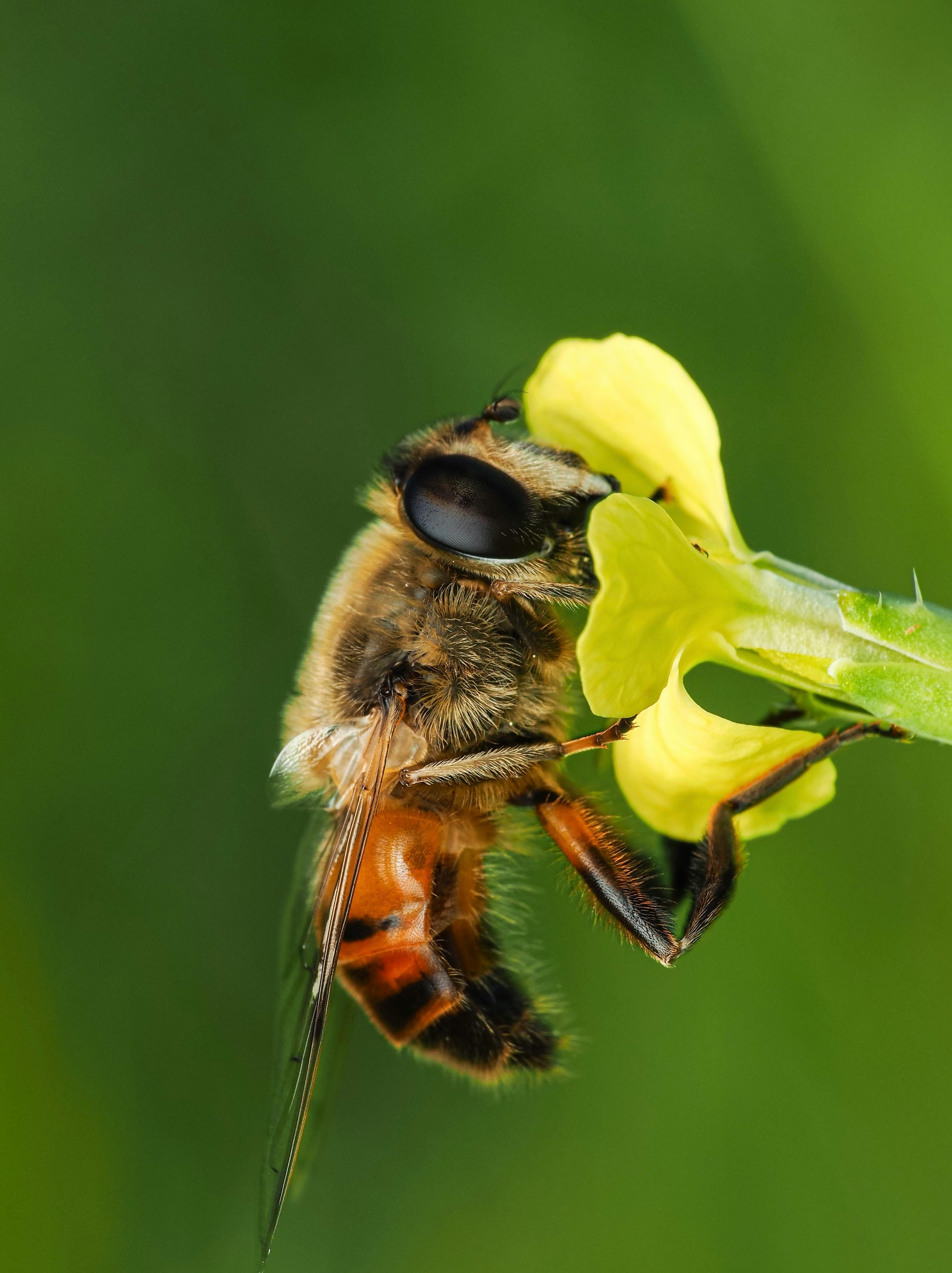 Close-up of a bee pollinating a yellow flower in a natural setting. Captures intricate details.