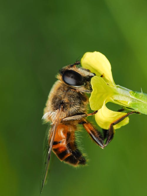 Photos gratuites de abeille, faune, fleur